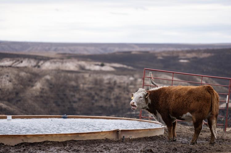 A Hereford cow drinks from a tank as land burned by the Smokehouse Creek Fire surrounds it. (Texas A&M AgriLife photo by Sam Craft)