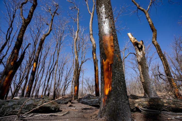  A stand of blackened, scorched trees against a blue sky, burned in the Smokehouse Creek Wildfire