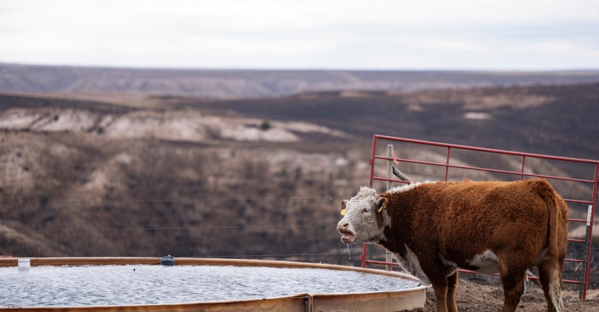 A Hereford cow drinks from a tank as land burned by the Smokehouse Creek Fire surrounds it. (Texas A&M AgriLife photo by Sam Craft)